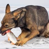 Dog catching fish in snowy landscape, outdoor winter activity, playful pet with fishing catch, active dog in nature.
