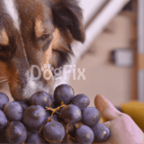 Dog and grapes, pet safety, dog health, pet care tips.