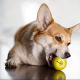 Cute dog chewing green apple, playful pet enjoying healthy snack indoors.