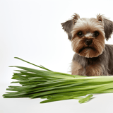 Cute dog with fresh green onions on a white background.