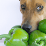 A cute dog sniffing fresh green bell peppers, highlighting healthy pet snacks and dog care tips.