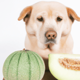 Dog-friendly melons and fresh produce for dogs.
