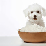 Adorable white puppy sitting in front of a bowl of rice, perfect for pet care and nutrition tips.