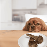 Adorable dog resting its chin at a kitchen table with a plate of cooked bones.