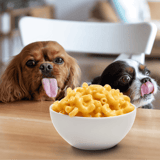 Two adorable dogs with tongues out, looking at a bowl of macaroni on the table, showcasing pet food options, Dogfix.com.