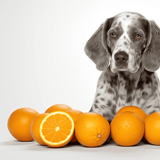 Dog-friendly oranges and healthy treats for dogs at Dogfix.com.