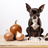 Adorable Chihuahua with onions and pumpkin on wooden table for healthy dog treats.