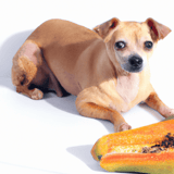 Dog enjoying papaya, healthy pet treat for dogs, natural dog nutrition.