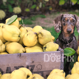Bright image of a cute dog sitting among fresh pears in a garden setting.