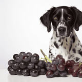 Dog-safe grapes image for pet safety and nutrition.