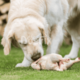 Adorable Golden Retriever puppy playing with raw chicken outdoors in a park setting.