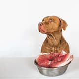 Dog with raw meat in bowl, pet nutrition and dog food concept.