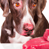 Dog with attentive eyes and pink nose close to raw steak, highlighting pet dietary needs.