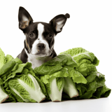 Adorable dog with fresh lettuce for a healthy pet diet.