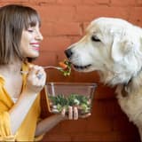 Dog enjoying healthy salad with owner.