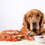 High-quality dog food with lobster and seafood ingredients.