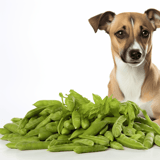 Dog lying next to green beans and basil leaves, promoting nutritious eating for dogs.