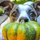 Dog with pumpkin toy for fetch and play.
