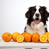Bright happy dog sitting behind oranges and orange slices.