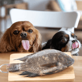 Cute dogs with fresh fish on a wooden table.