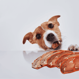 Dog enjoying savory meat slices on a clean white surface.