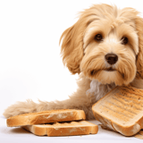 Dog with toasted bread, looking playful, lying down on a white background.