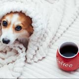 Adorable puppy snuggled in a soft blanket with a cup of coffee nearby, highlighting pet comfort and relaxation.