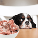 Dog with raw meat bowl.