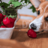 Cute puppy chewing strawberry near a bowl of strawberries and flowers, loved pet care images.