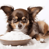 Adorable small dog with black, brown, and white fur resting near a bowl of salt.