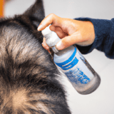 Dog grooming and furry coat care using a grooming spray.