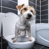Dog standing on a toilet in a modern bathroom. Pet potty training, dog care, and health tips.