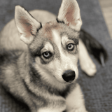 Alaskan Klee Kai
