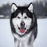 Alaskan Malamute
