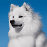 American Eskimo
