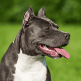 American Staffordshire Terrier