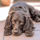 American Water Spaniel