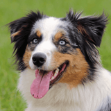 Australian Shepherd