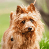 Australian Terrier
