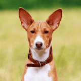 Basenji