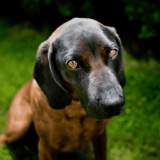 Bavarian Mountain Scent Hound