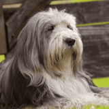 Bearded Collie