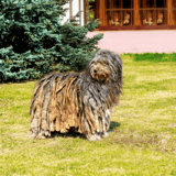 Bergamasco Sheepdog