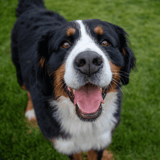 Bernese Mountain Dog