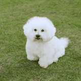 Bichon Frise