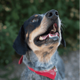 Bluetick Coonhound