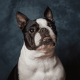 Boston Terrier