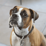Boxer
