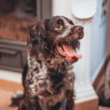 Boykin Spaniel