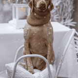 Braque Du Bourbonnais